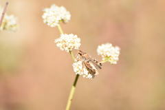 Melanoplus devastator
