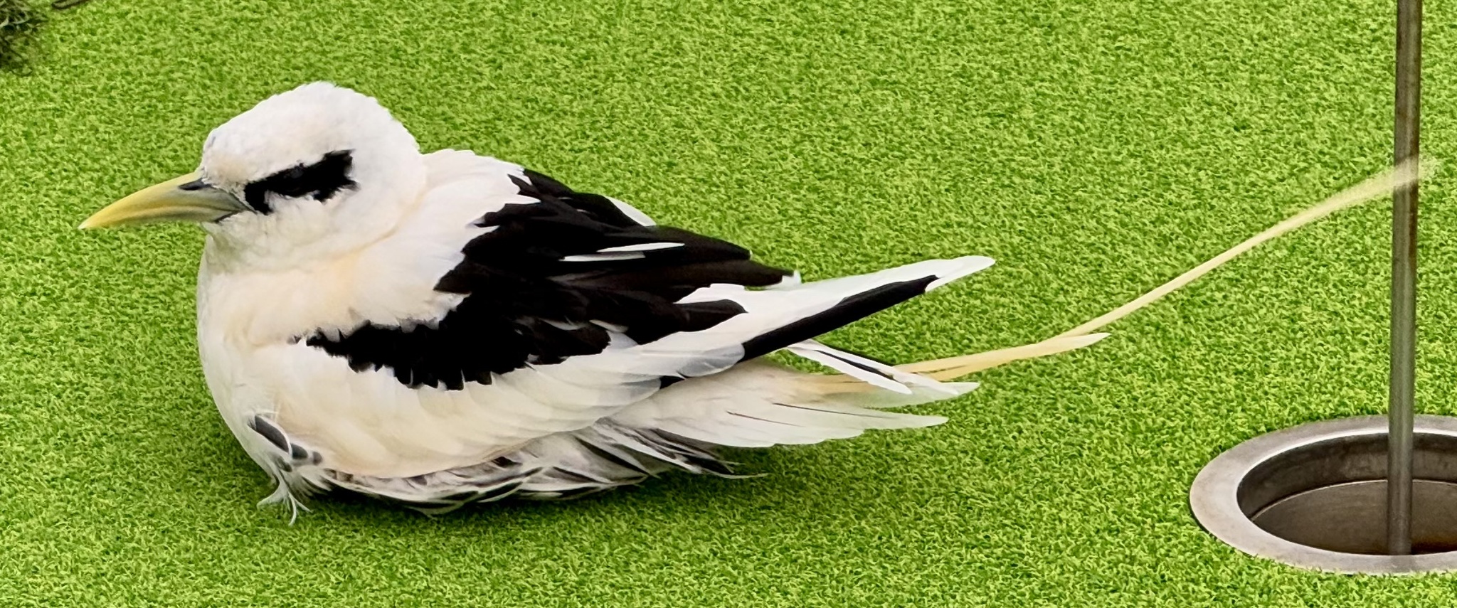 White-tailed Tropicbird