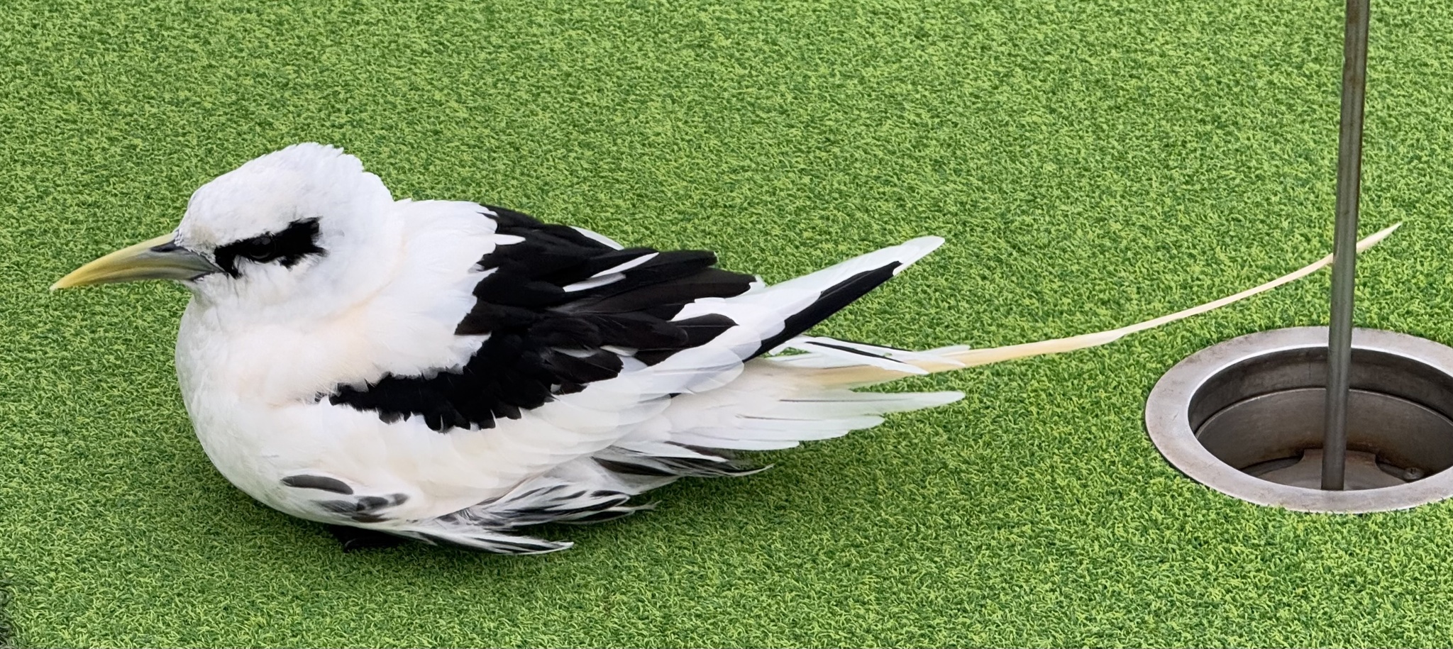 White-tailed Tropicbird