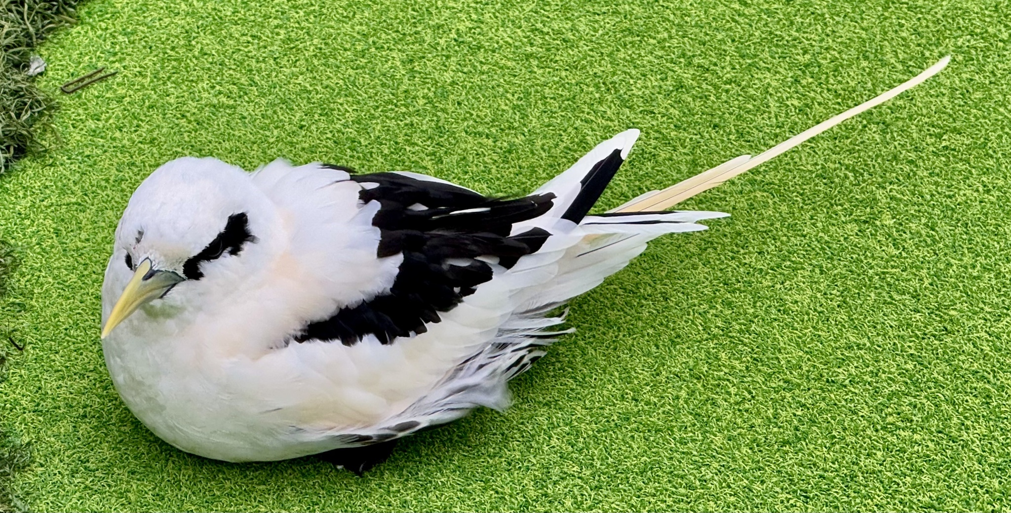 White-tailed Tropicbird