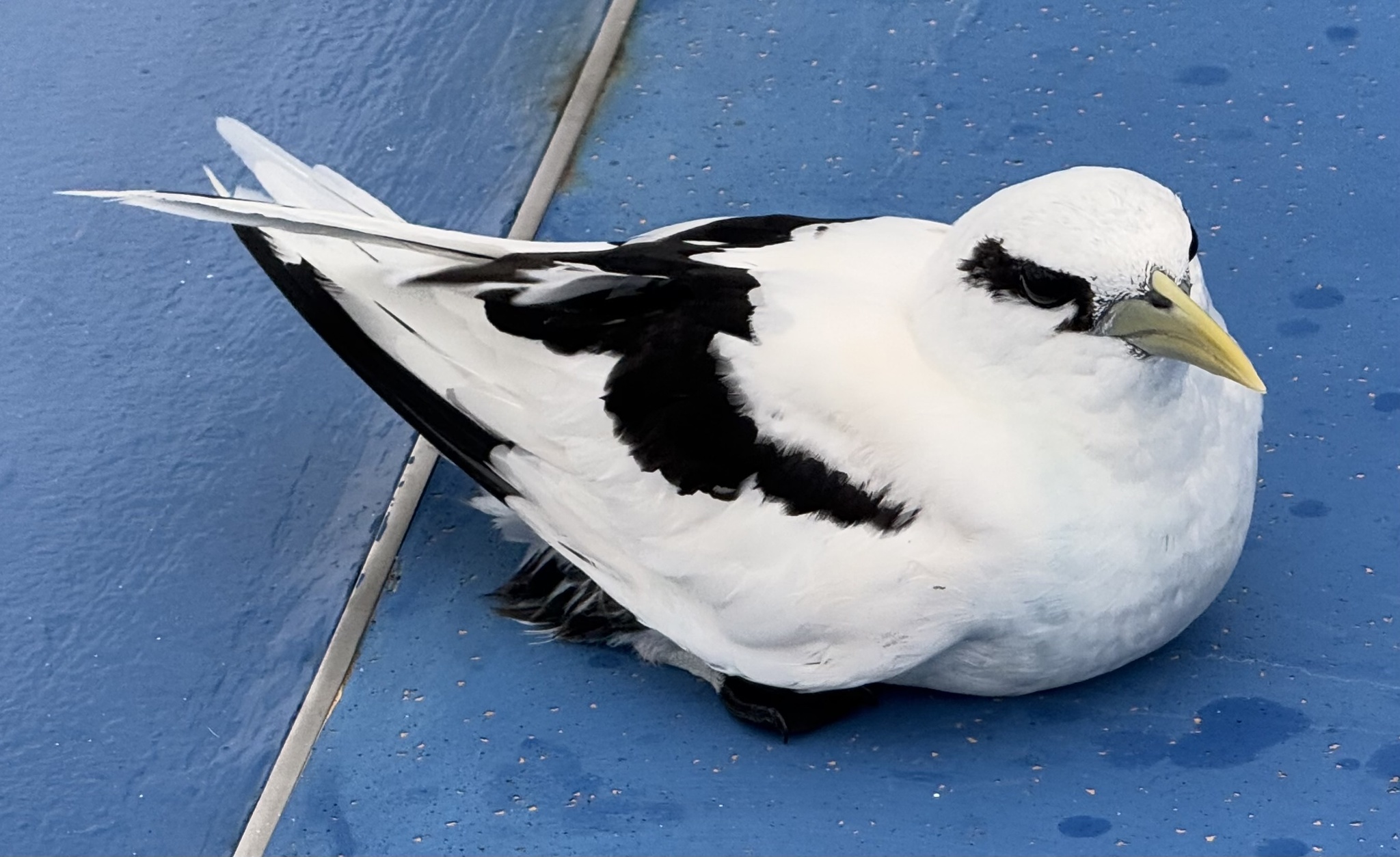 White-tailed Tropicbird