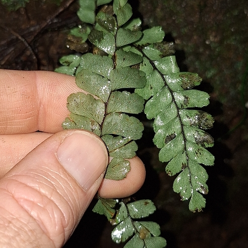 Image of Adiantum diaphanum by (c) Greg Tasney, some rights reserved (CC BY-SA)