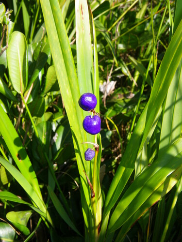 Image of Dianella congesta by (c) Lachlan Copeland, some rights reserved (CC BY-SA)