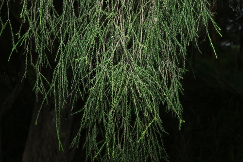 Image of Melaleuca irbyana by (c) Greg Tasney, some rights reserved (CC BY-SA)