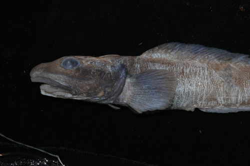 Paamiut eelpout (Lycodes paamiuti) — Zoarcidae — 4