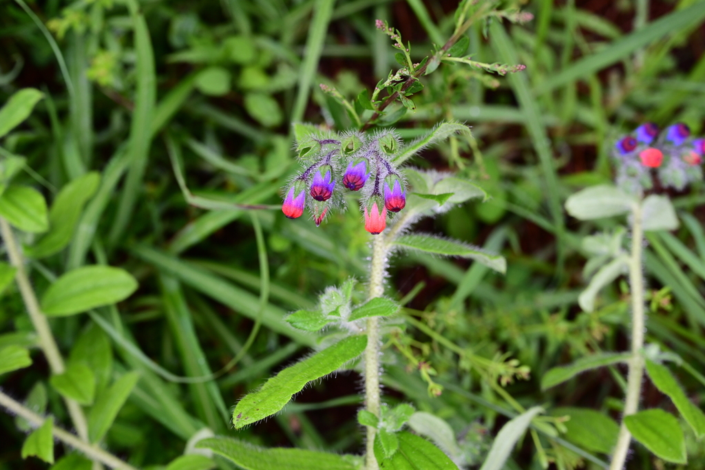 Maharanga bicolor