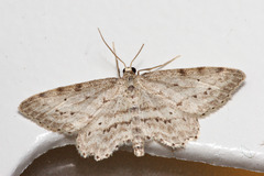 Idaea atlantica