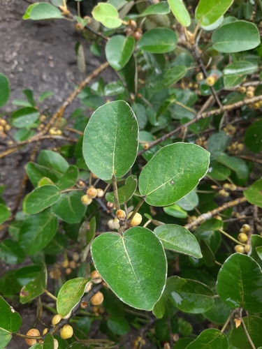 Image of Ficus mollis by no rights reserved