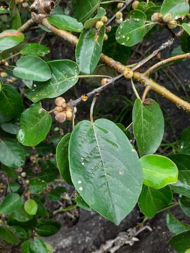 Image of Ficus mollis by no rights reserved