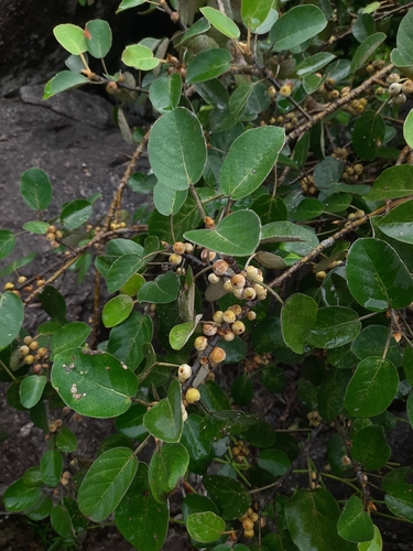 Image of Ficus mollis by no rights reserved