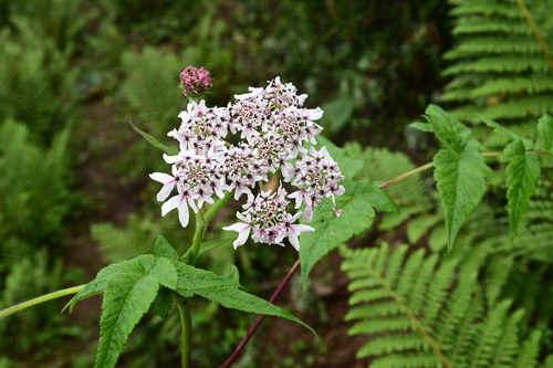 Heracleum canescens