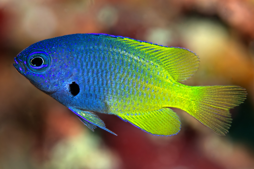 Blackmargined damsel (Pomacentrus nigromarginatus) — Pomacentridae
