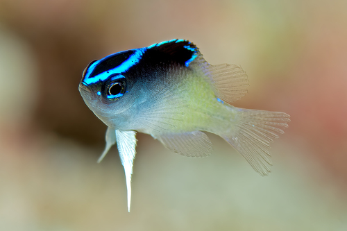 Rolland's demoiselle (Chrysiptera rollandi) — Pomacentridae — 2