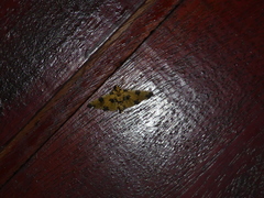 Nacoleia insolitalis