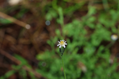 native daisy (Vittadinia sulcata)