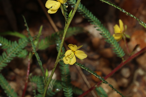 Image of Chamaecrista nomame by (c) Greg Tasney, some rights reserved (CC BY-SA)
