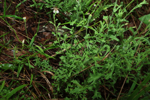 Image of Vittadinia sulcata by (c) Greg Tasney, some rights reserved (CC BY-SA)