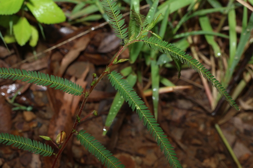 Image of Chamaecrista nomame by (c) Greg Tasney, some rights reserved (CC BY-SA)
