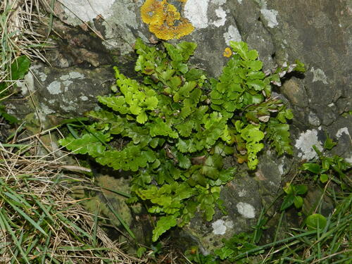 Asplenium difforme, photograph 5