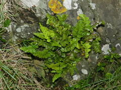 Asplenium difforme, photograph (c) Lachlan Copeland, some rights reserved (CC BY-SA)