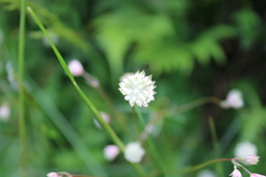 Astrantia minor