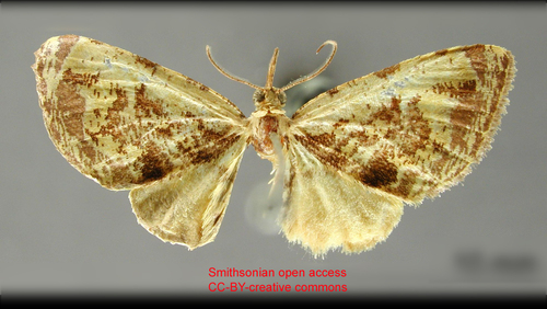 Erioptereta lanuginosa
