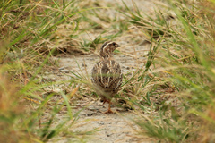 Coturnix japonica