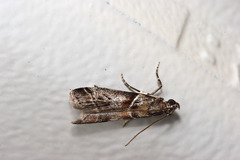 Macaronesiana loxogramma