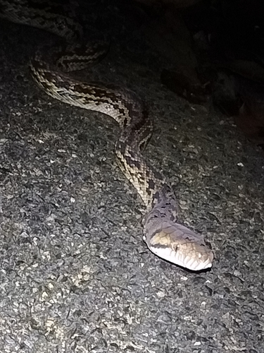 Australian Scrub Python sighting