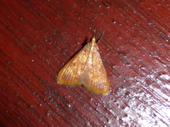 Pyrausta phoenicealis