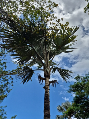Latania lontaroides