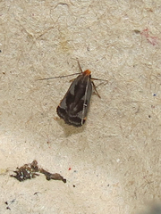 Dichomeris ochripalpella