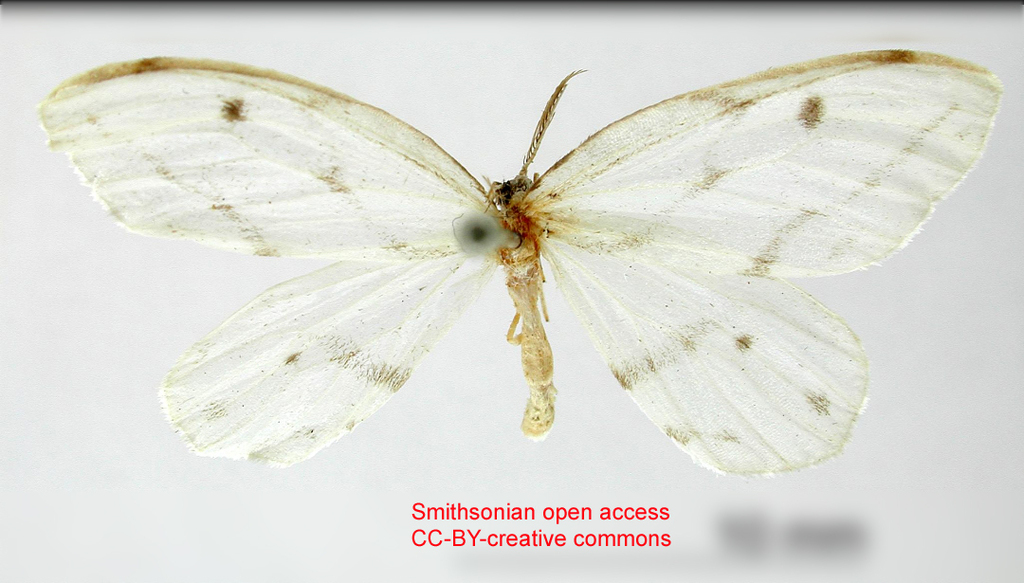 Leucula cachiaria
