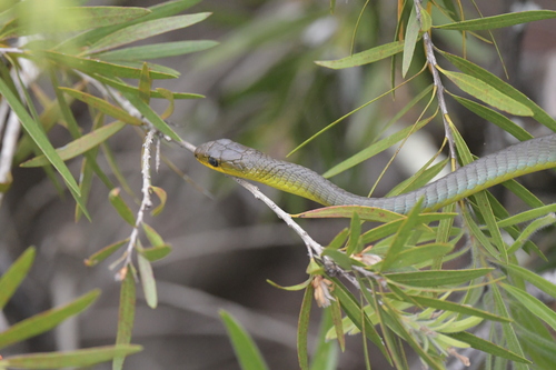 Common Tree Snake sighting
