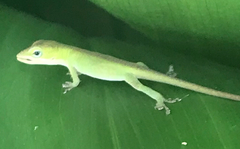 Anolis carolinensis