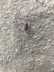 Trachelopachys