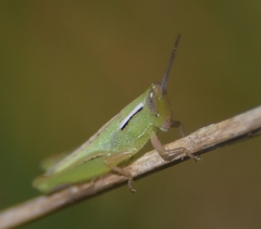 Aptenopedes