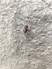 Trachelopachys