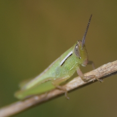 Aptenopedes