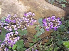 Dolichos decumbens