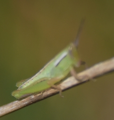 Aptenopedes