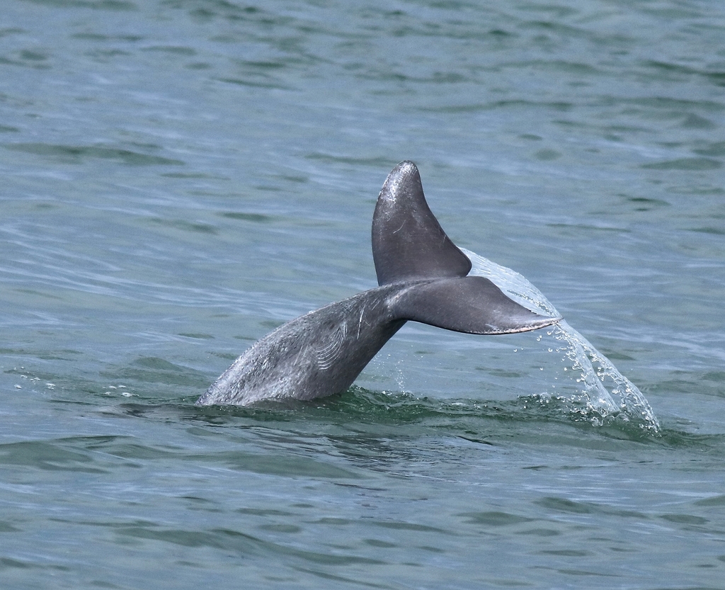 Humpback dolphin tail flukes lifting clear of the water