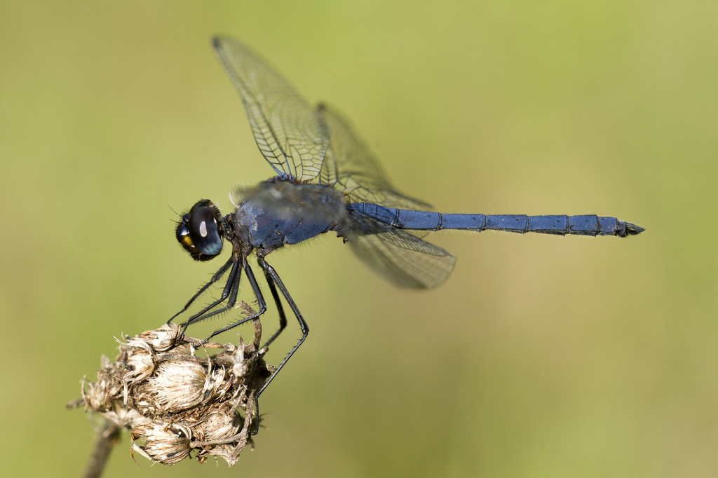 Ethiopian Dropwing
