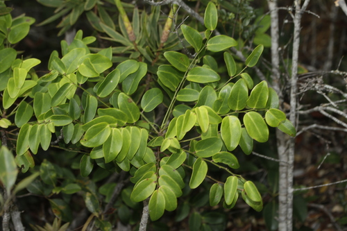 Phyllanthus serpentinus observed 2024-10-29