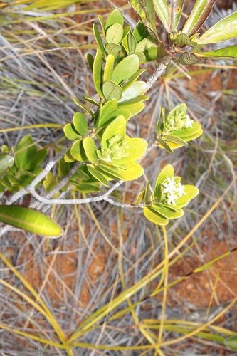 Tarenna rhypalostigma observed 2024-10-30