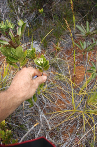 Tarenna rhypalostigma observed 2024-10-30