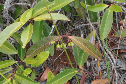 Gossia clusioides observed 2024-10-30