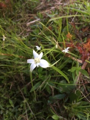 Rhynchospora colorata image