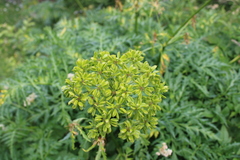 Molopospermum peloponnesiacum