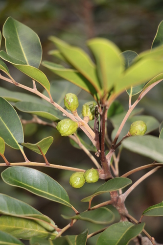 Dysoxylum minutiflorum